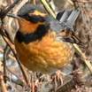 Warblers, Thrushes and Allies